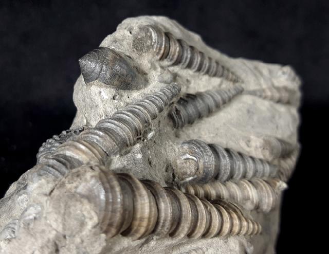Turritella turris badensis SACCO 1895, Conus (Chelyconus) enzesfeldensis HOERNES & AUINGER 1879 - Bild © FossNet FossilienStore